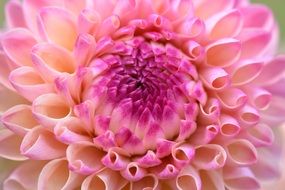 pastel dahlia close up