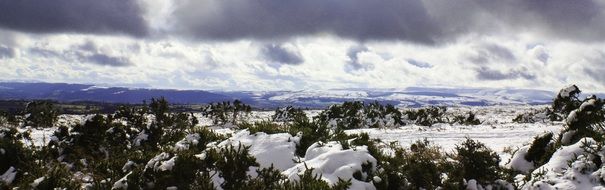 winter landscape banner