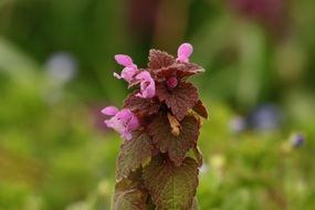 plant with pink flowers and brown leaves