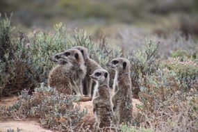 meerkat in the south africa