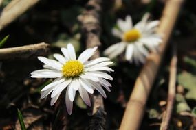 two Daisy Flowers Close up