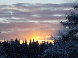 sunrise behind coniferous forest