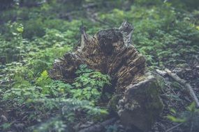 vegetation of bavarian forest close up