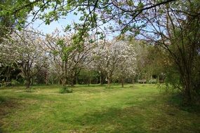 blooming Cherry Trees in Garden, spring Landscape