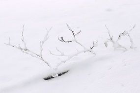 Picture of the branch in a winter forest