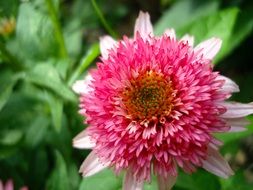 pink bud of Echinacea