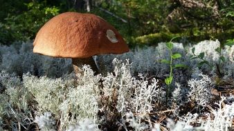 eatable mushroom in the autumn forest