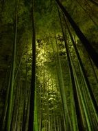 bamboo forest nearby of kyoto