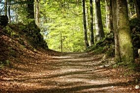Trees Away Forest Path Nature