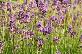 fragrant lavender field close-up