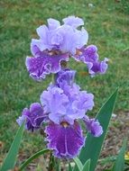 white-purple iris in the garden