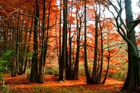 Landscape of the Autumn Forest