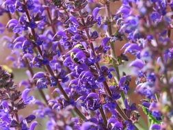bush of purple spring flowers close-up on blurred background