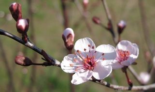 white flowers with pink stamens on a cherry tree