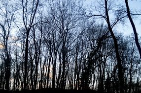 winter forest at dusk in lower rhine