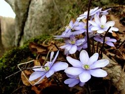 Flower Hepatica