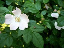 white small Flower closeup