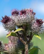 thistle flower on the field