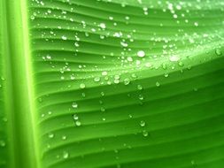 Water Drops Leaf Grass Green macro photo