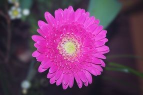 bright pink gerbera close-up