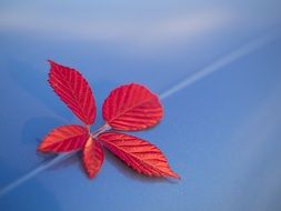 red leaves of a tree on a blue background