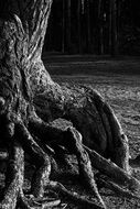 thick tree roots black and white photo