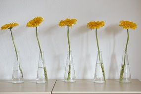 Gerbera flowers in a glasses