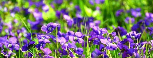 banner with spring purple flowers