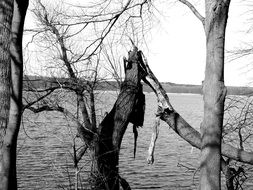 Black and white photo of Broken tree