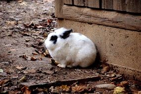 black and white bunny on the farm