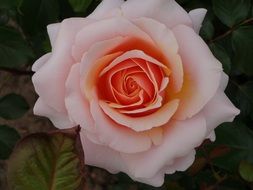 white-pink rose in nature