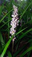 lyriopa is a grassy flowering plant