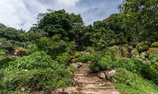 garden in chiang mai