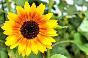 small yellow sunflower flower