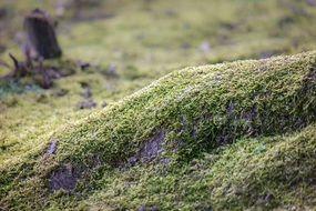 green moss in the forest close-up on blurred background