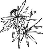 drawing of wild plant with flowers
