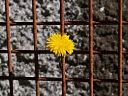 yellow dandelion flower on Rusty Metal grate closeup