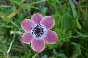 pink anemone flower on a green meadow