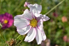summer flower close up