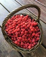 Forest Raspberry Wild