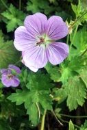 light purple geranium flower