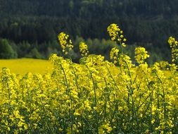 Yellow Oilseed Blossoms in field close up