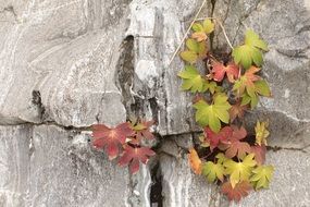 Growing leaves on a cliff