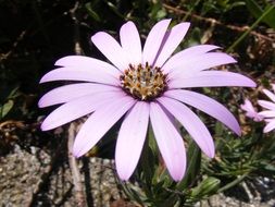 wonderful Cape Daisy