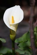 Lily Plant Nature