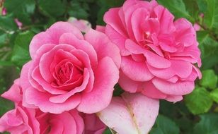 pink roses on a bush with green leaves