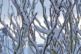 Snowy and Wintry forest