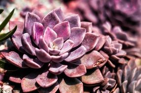 burgundy plant with succulent leaves close-up on blurred background