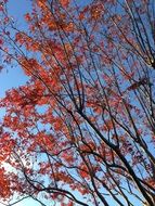 red autumn leaves on the blue sky background