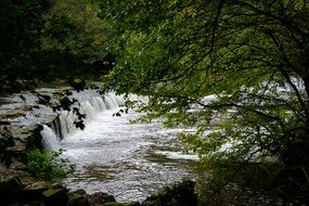 Fast river in a forest between green trees